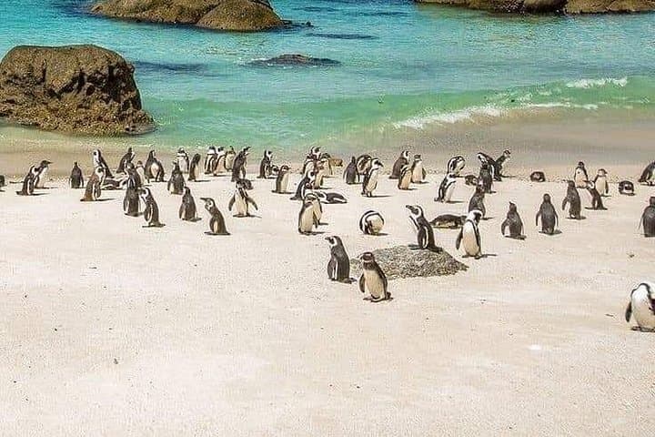 Swimming with African Penguins: Boulders Beach to Cape Point Coastal Day Tour photo 4