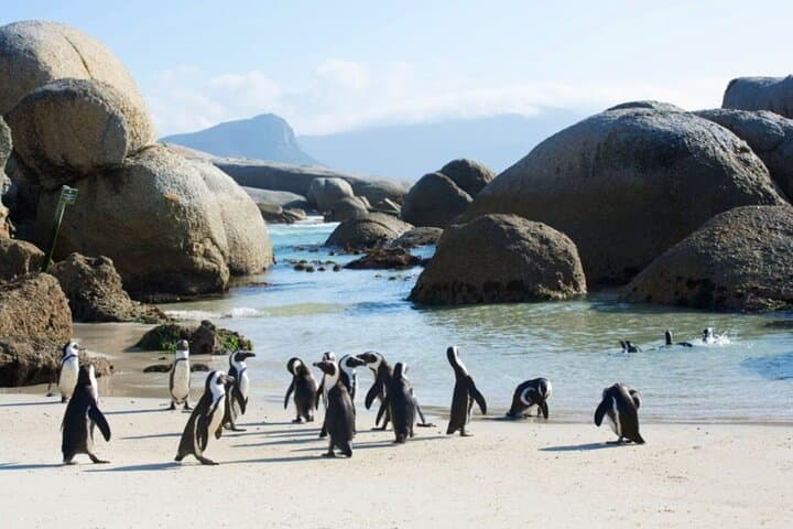 5-Day Private Cape Town Tour: Table Mountain, Robben Island, Cape Peninsula & Winelands photo 4