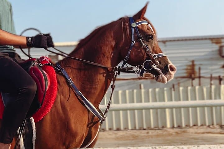 Doha Desert Horse & Camel Ride — Sunrise and Sunset Arabian Experience