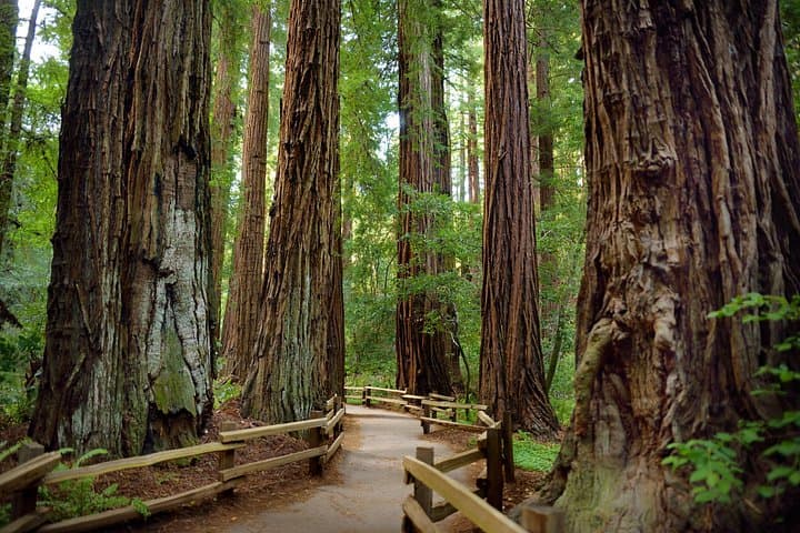 Alcatraz Island and Muir Woods: San Francisco Ferry & Guided Redwood Walk photo 4