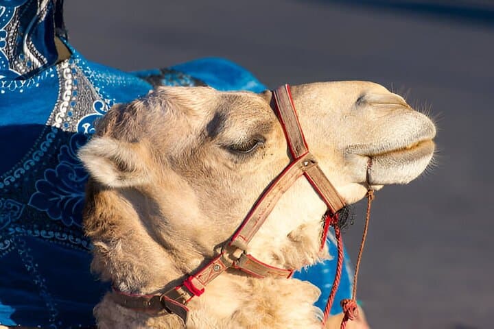 Camel Ride in Agadir Forests & Rivers — 2-Hour Moroccan Experience photo 2
