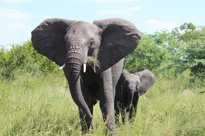 Game Drive and White Rhino Tracking in Mosi-oa-Tunya National Park photo 4