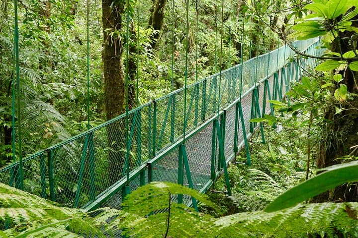 Selvatura Park Gold Canopy & Hanging Bridges — Monteverde Zipline Adventure photo 6