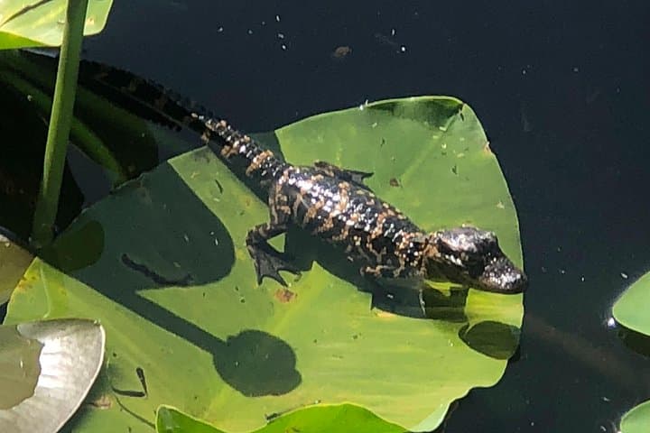 Everglades Airboat Tour from Orlando — 1-Hour Wild Wetlands Ride photo 4