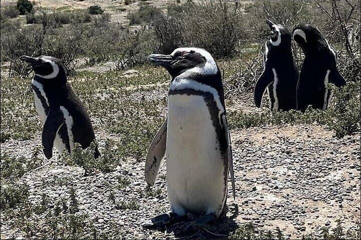 Punta Tombo Penguin Paradise: Full-Day Trip from Puerto Madryn