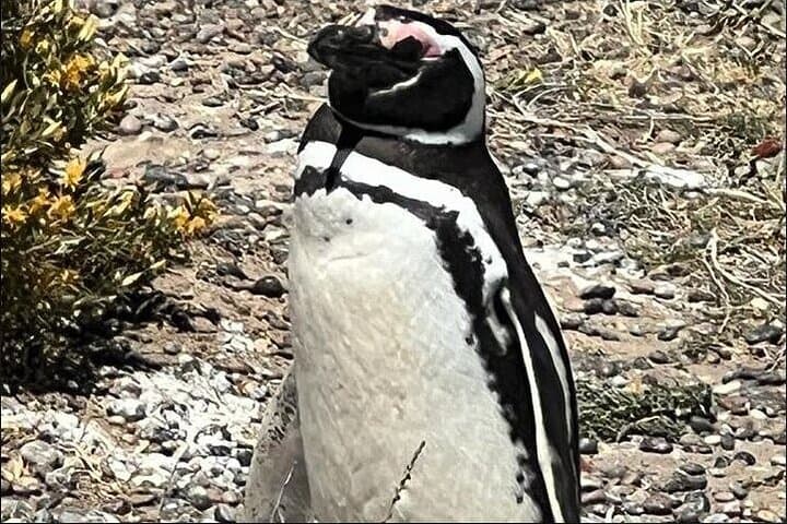Punta Tombo Penguin Paradise: Full-Day Trip from Puerto Madryn photo 6