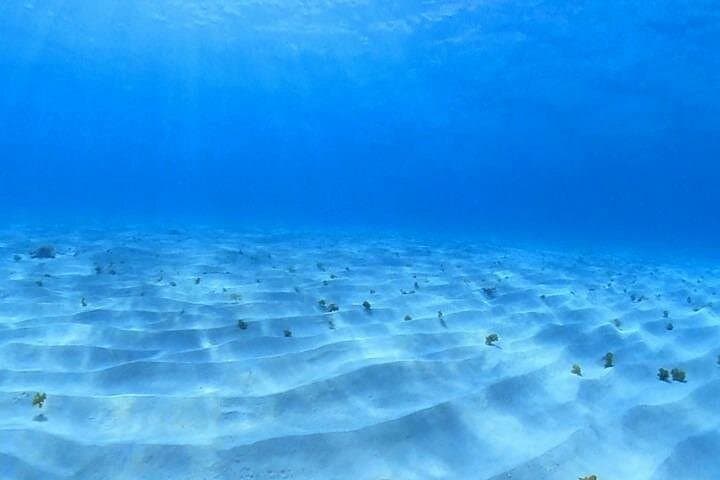 Private Cozumel Snorkeling Tour to El Cielo with Ceviche & Beers photo 3