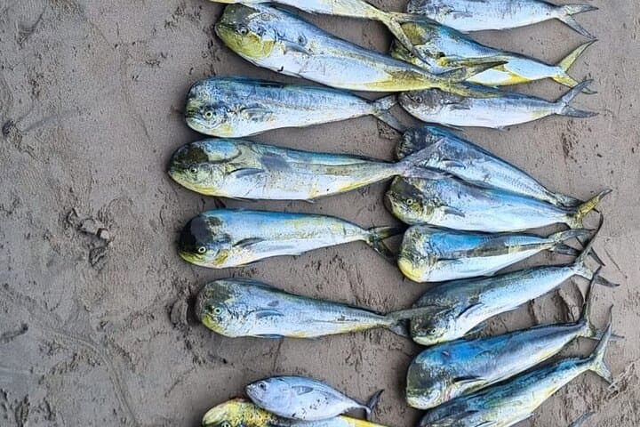 Private Fishing Trip in Guayabitos: Reel in Dorado, Tuna & Marlin photo 3
