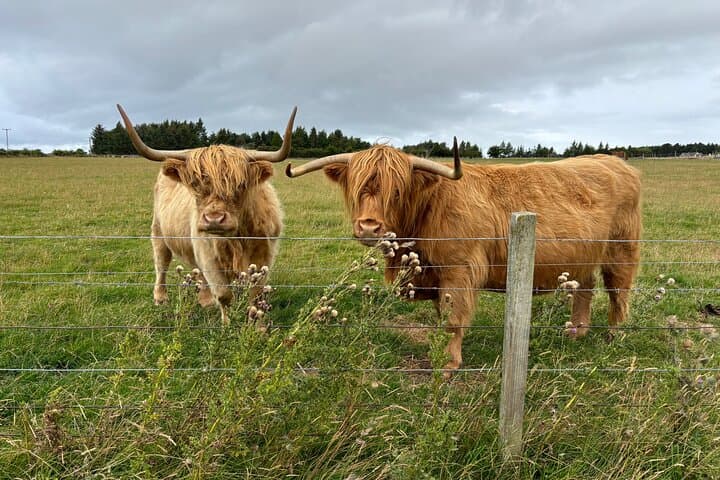 Scottish Highlands Heritage: Sheepdogs, Highland Cows & Cawdor Castle from Invergordon