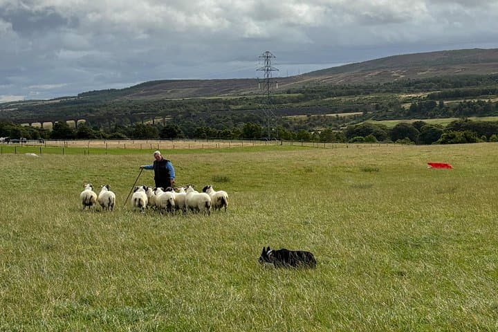 Scottish Highlands Heritage: Sheepdogs, Highland Cows & Cawdor Castle from Invergordon photo 2