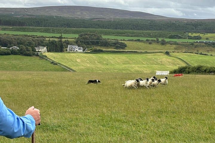 Scottish Highlands Heritage: Sheepdogs, Highland Cows & Cawdor Castle from Invergordon photo 3