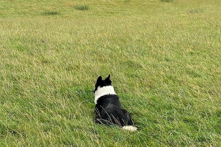 Scottish Highlands Heritage: Sheepdogs, Highland Cows & Cawdor Castle from Invergordon photo 4