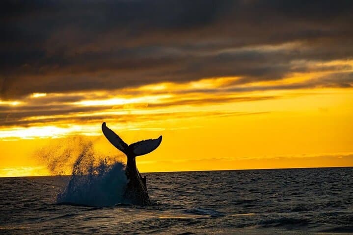 Los Cabos Whale Watching and Sunset Catamaran Cruise at Sunset photo 6