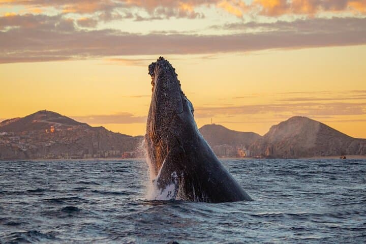 Los Cabos Whale Watching and Sunset Catamaran Cruise at Sunset