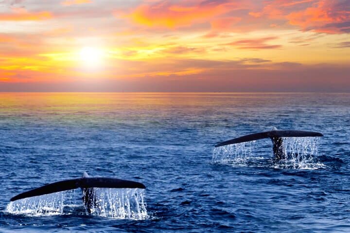Los Cabos Whale Watching and Sunset Catamaran Cruise at Sunset photo 3