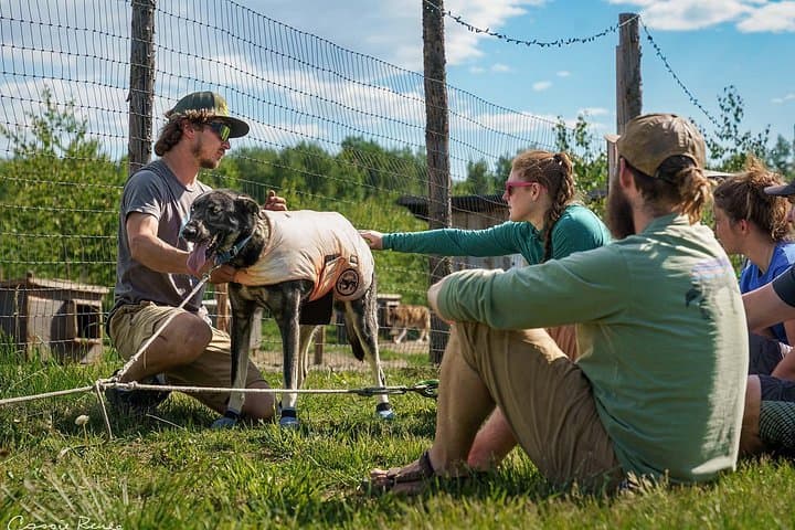 Meet Alaska's Sled Dogs: Kennel Tour at Susitna Sled Dog Adventures photo 4