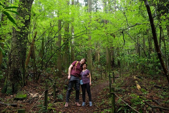 Half-Day Hakone Hachiri Hike: Forest Bathing from Hakone Yumoto to Lake Ashi