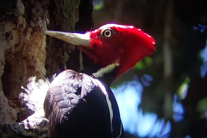 Intense Birdwatching at Finca San Luis, Monteverde — Private Half-Day Tour photo 5