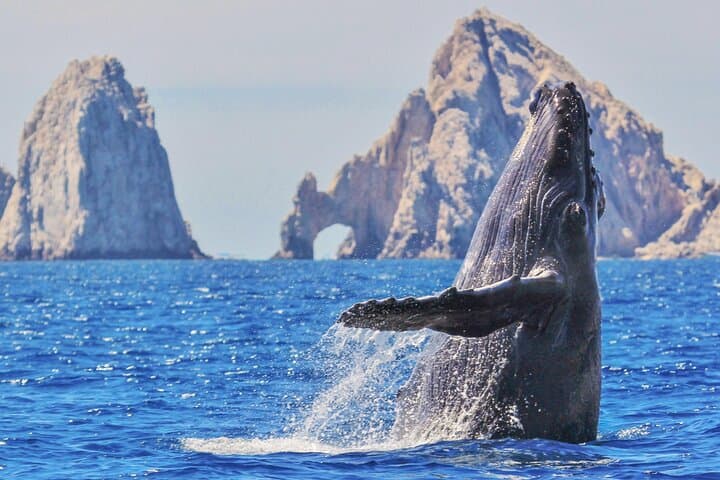 Los Cabos Whale Watching Catamaran Cruise — All-Inclusive Pacific Adventure