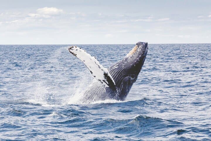 Los Cabos Whale Watching Catamaran Cruise — All-Inclusive Pacific Adventure photo 4