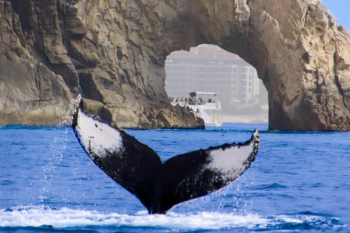 Los Cabos Whale Watching Catamaran Cruise — All-Inclusive Pacific Adventure photo 6