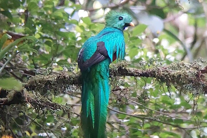 Monteverde Cloud Forest Guided Walk: Explore Costa Rica’s High-Elevation Rainforest photo 3