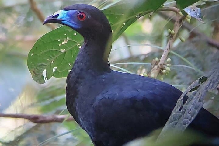 Monteverde Cloud Forest Guided Walk: Explore Costa Rica’s High-Elevation Rainforest photo 2