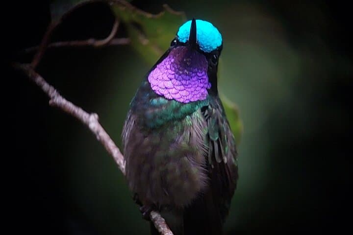 Monteverde Cloud Forest Guided Walk: Explore Costa Rica’s High-Elevation Rainforest photo 4