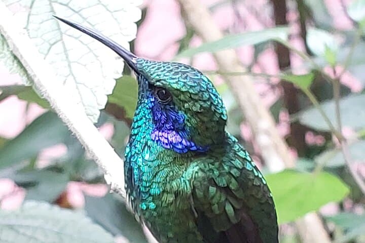 Monteverde Cloud Forest Guided Walk: Explore Costa Rica’s High-Elevation Rainforest photo 5