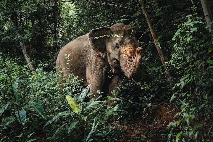 Phuket Elephant Nature Reserve: Ethical Half-Day Sanctuary Experience photo 2