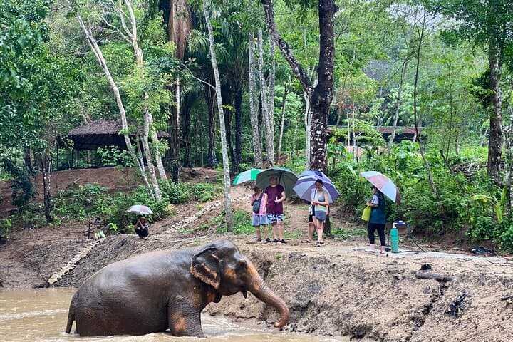 Phuket Elephant Nature Reserve: Ethical Half-Day Sanctuary Experience photo 3