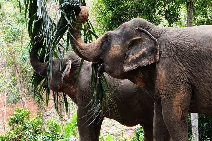 Phuket Elephant Nature Reserve: Ethical Half-Day Sanctuary Experience photo 6
