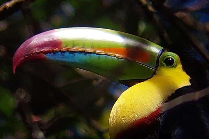 Guided Wildlife Walk at Curicancha Reserve, Monteverde