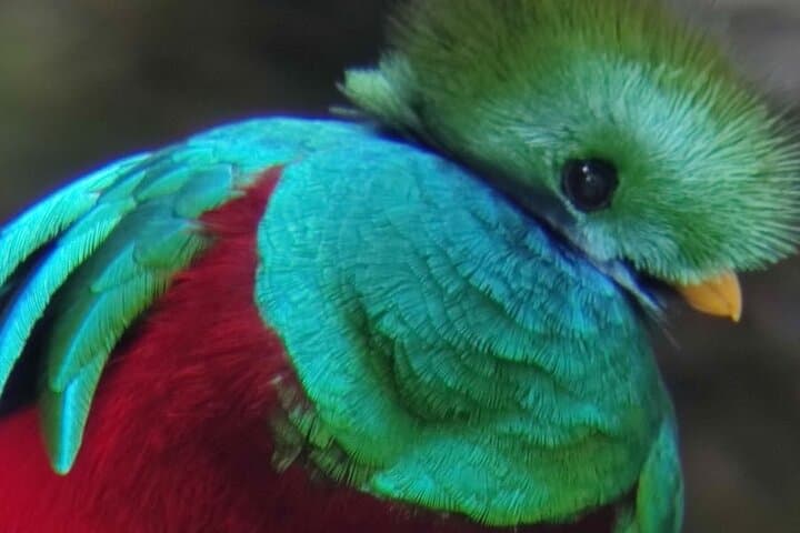 Guided Wildlife Walk at Curicancha Reserve, Monteverde photo 2