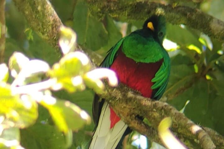 Guided Wildlife Walk at Curicancha Reserve, Monteverde photo 3
