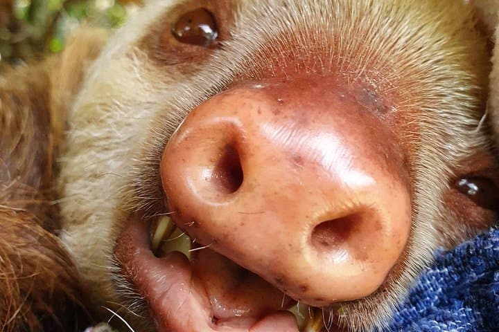 San Jose Day Trip to Sloth and Wildlife Rescue Center photo 6