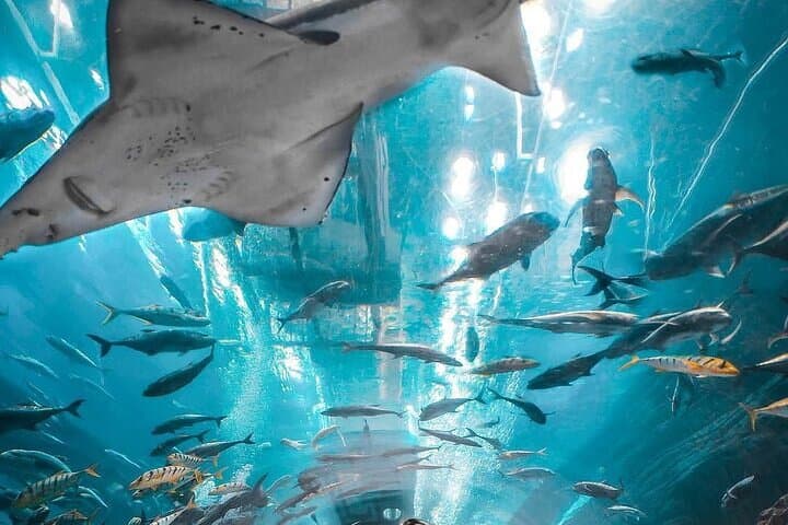 Dubai Aquarium & Underwater Zoo: 48-Meter Tunnel and Behind-the-Scenes Encounters photo 4