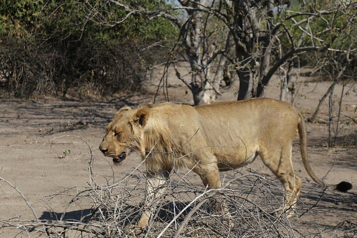 Full-Day Chobe Safari and Sunset River Cruise from Victoria Falls photo 2