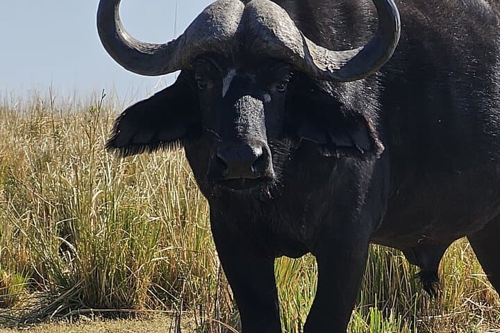 Chobe Day Trip: Game Drive and River Cruise from Kasane photo 5