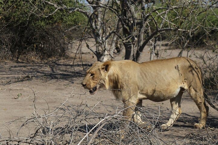 Zambezi National Park Guided Game Drive from Victoria Falls photo 2
