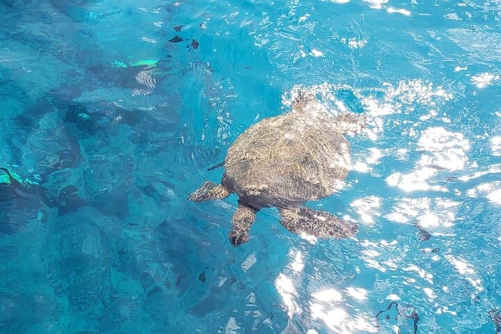 Waikiki Turtle Canyon Snorkeling — Sea Turtles, Kayaks & Sea Scooters photo 4