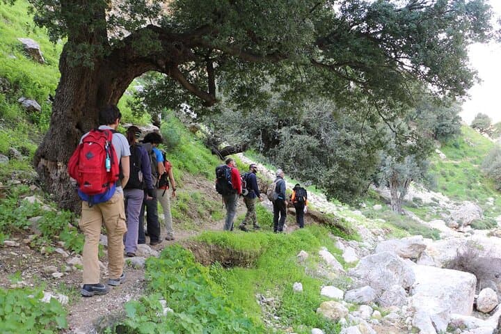 Jerash and Ajloun Castle: Full-Day History Tour from Amman photo 6