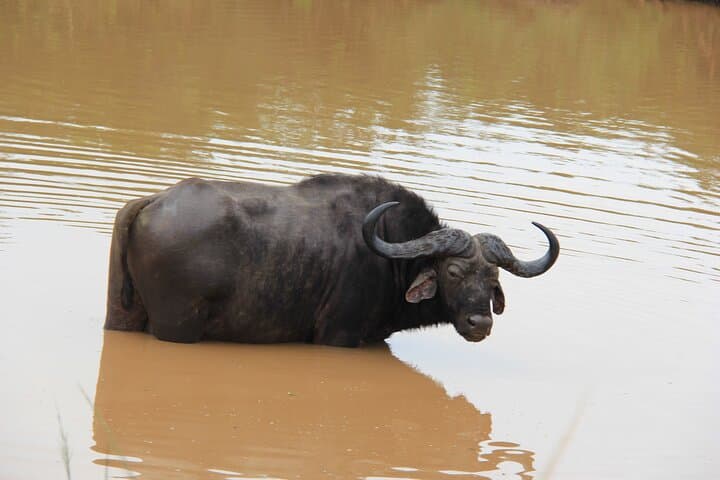 Safari to Surf at iSimangaliso: Half-Day Cape Vidal Adventure photo 3