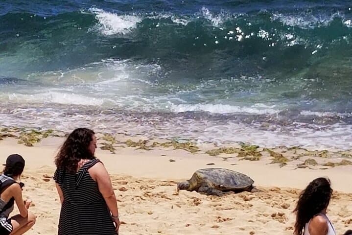 Private 5-Hour Luxury North Shore & Honolulu Custom SUV Tour