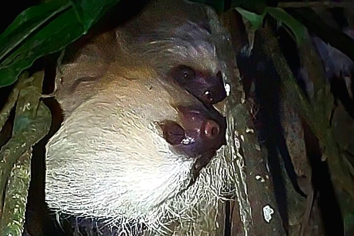 Night Hike at Finca Lantana Monteverde: Guided 2-Hour Nocturnal Wildlife Walk photo 4