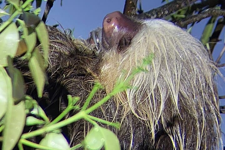 Night Hike at Finca Lantana Monteverde: Guided 2-Hour Nocturnal Wildlife Walk