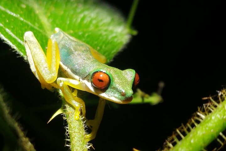 Night Hike at Finca Lantana Monteverde: Guided 2-Hour Nocturnal Wildlife Walk photo 2