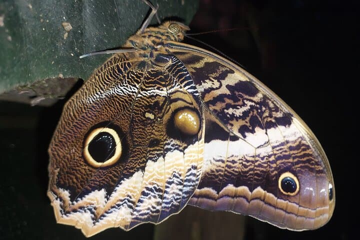 Guided Wildlife Walk at Curicancha Reserve, Monteverde photo 5