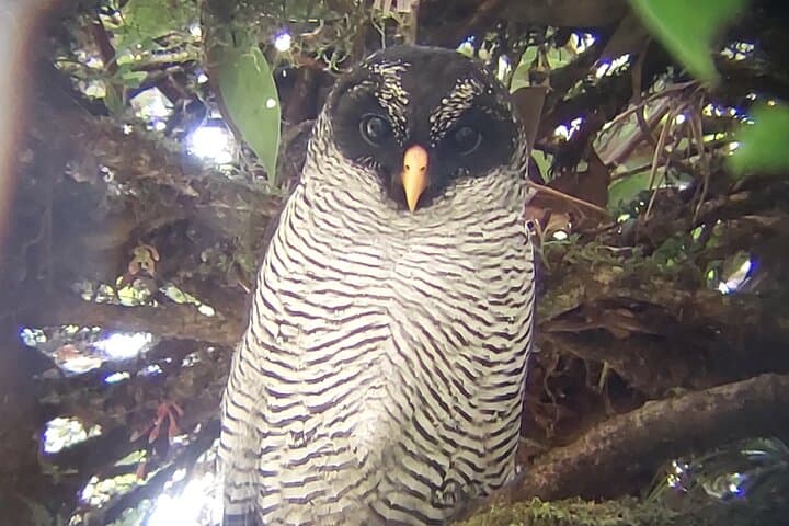 Guided Wildlife Walk at Curicancha Reserve, Monteverde photo 6