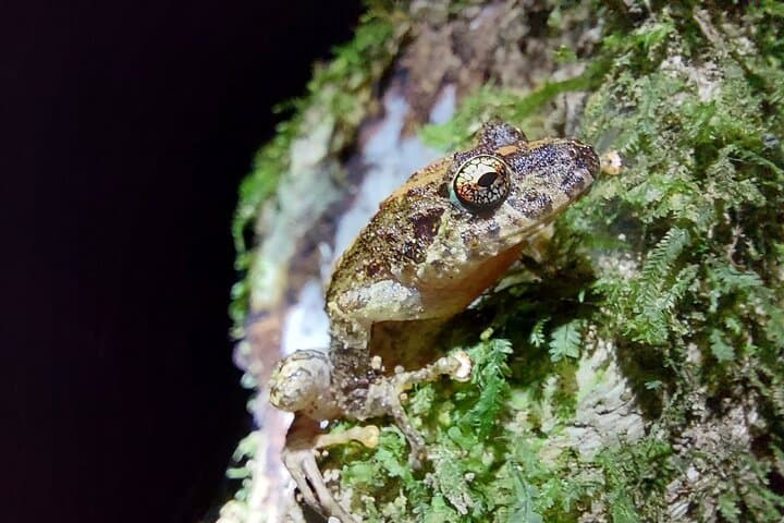 Monteverde Cloud Forest Guided Walk: Explore Costa Rica’s High-Elevation Rainforest photo 6